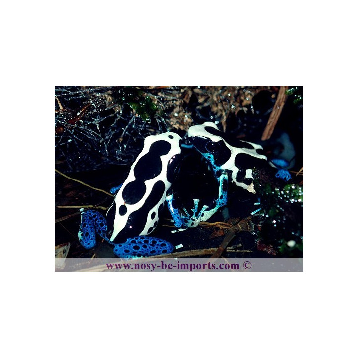 Dendrobates tinctorius Oyapock