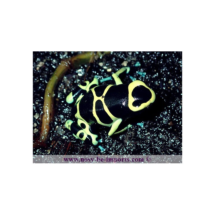 Dendrobates leucomelas Cerro Autana