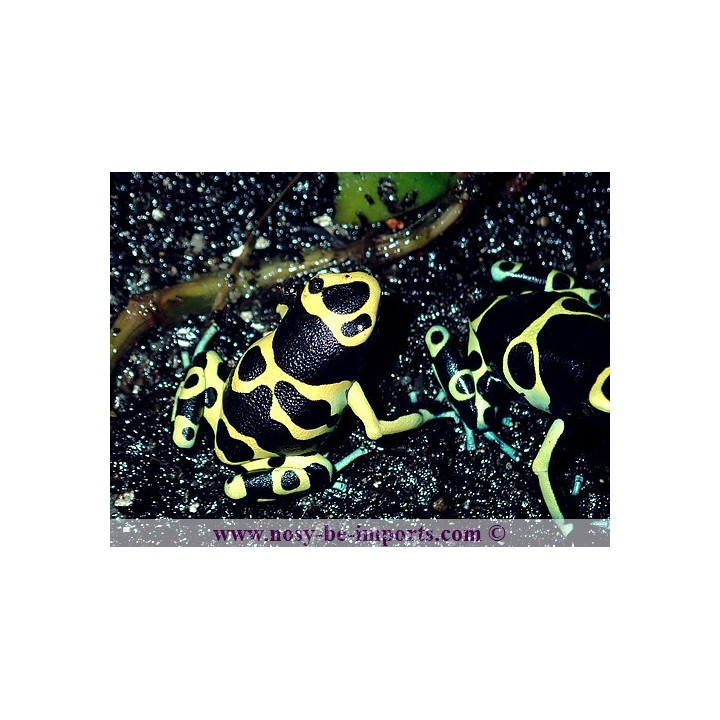 Dendrobates leucomelas Cerro Autana
