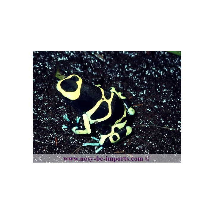 Dendrobates leucomelas Cerro Autana