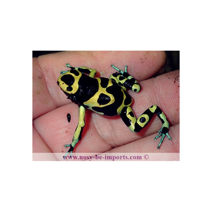 Dendrobates leucomelas Cerro Autana