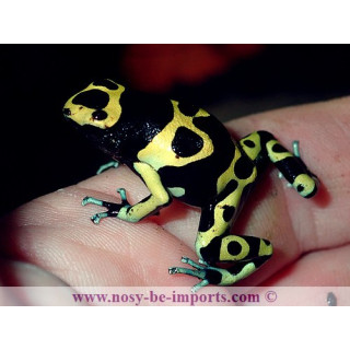 Dendrobates leucomelas Cerro Autana