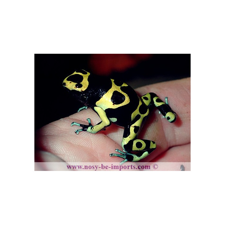 Dendrobates leucomelas Cerro Autana
