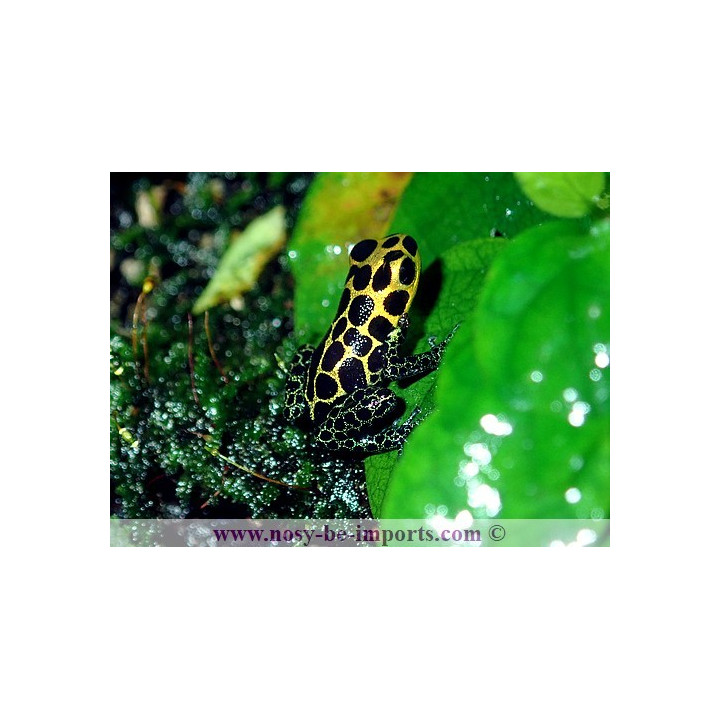 Ranitomeya imitator Tarapoto