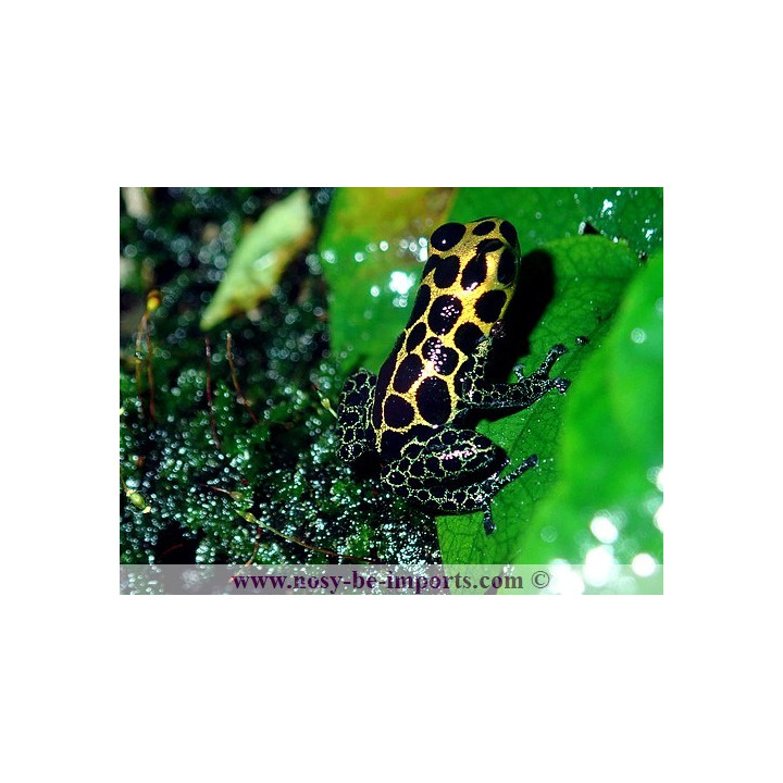 Ranitomeya imitator Tarapoto