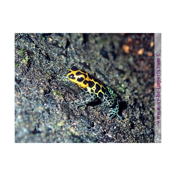 Ranitomeya imitator Tarapoto