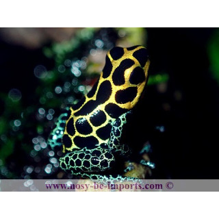 Ranitomeya imitator Tarapoto