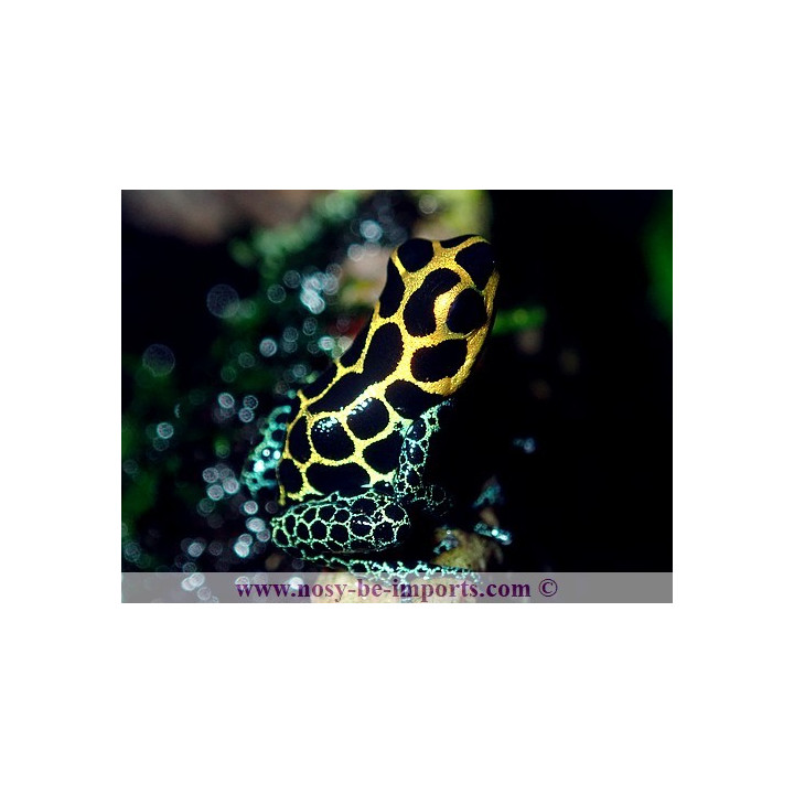 Ranitomeya imitator Tarapoto