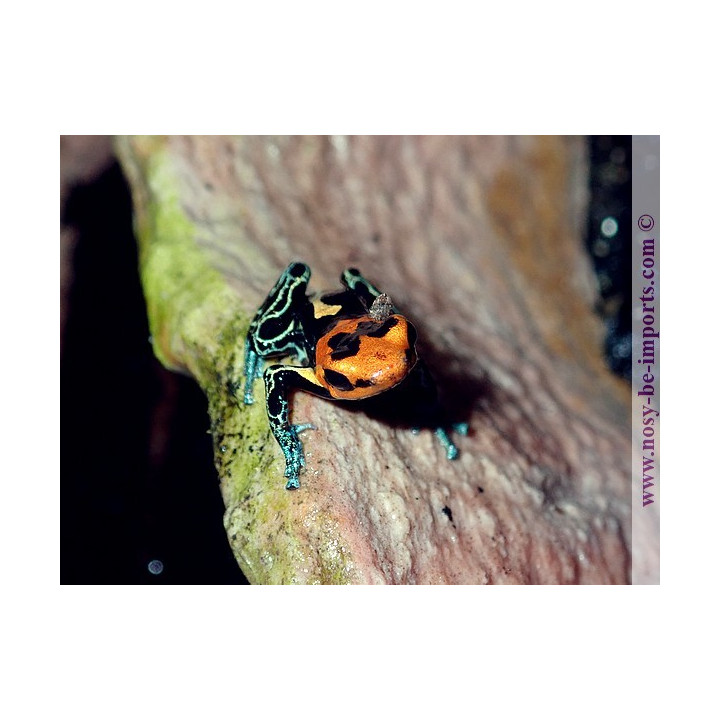 Ranitomeya fantastica Cainarachi