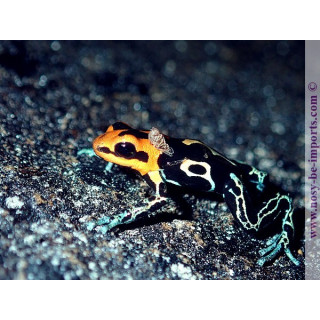 Ranitomeya fantastica Cainarachi
