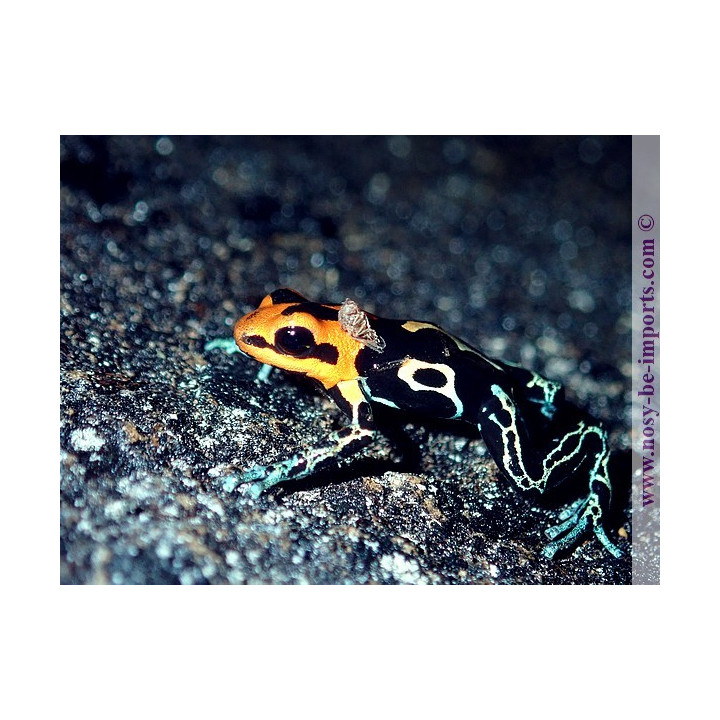 Ranitomeya fantastica Cainarachi