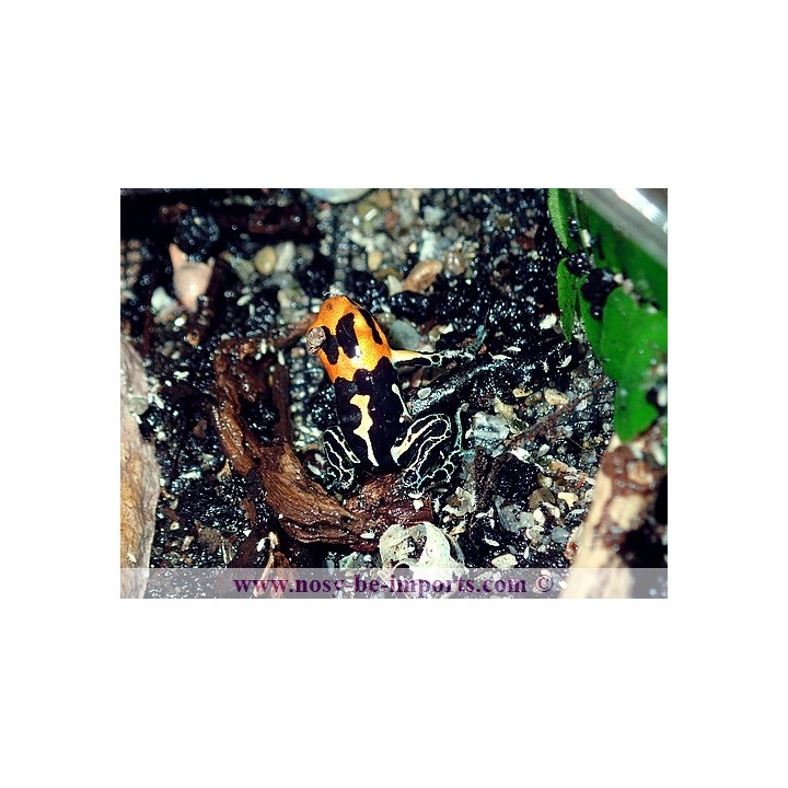 Ranitomeya fantastica Cainarachi