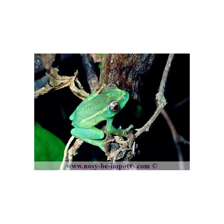 Hyperolius riggenbachi