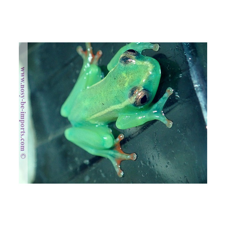 Hyperolius riggenbachi