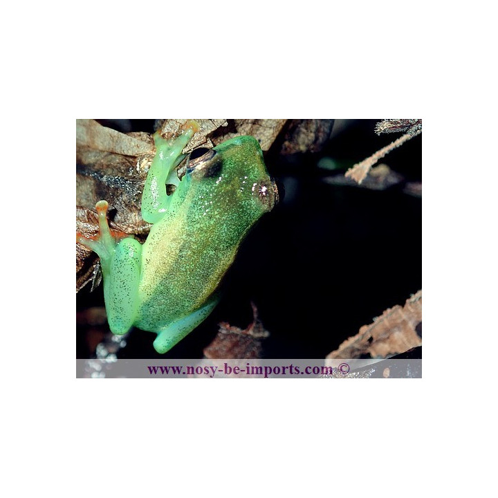 Hyperolius riggenbachi