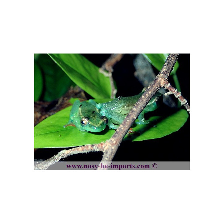 Hyperolius riggenbachi