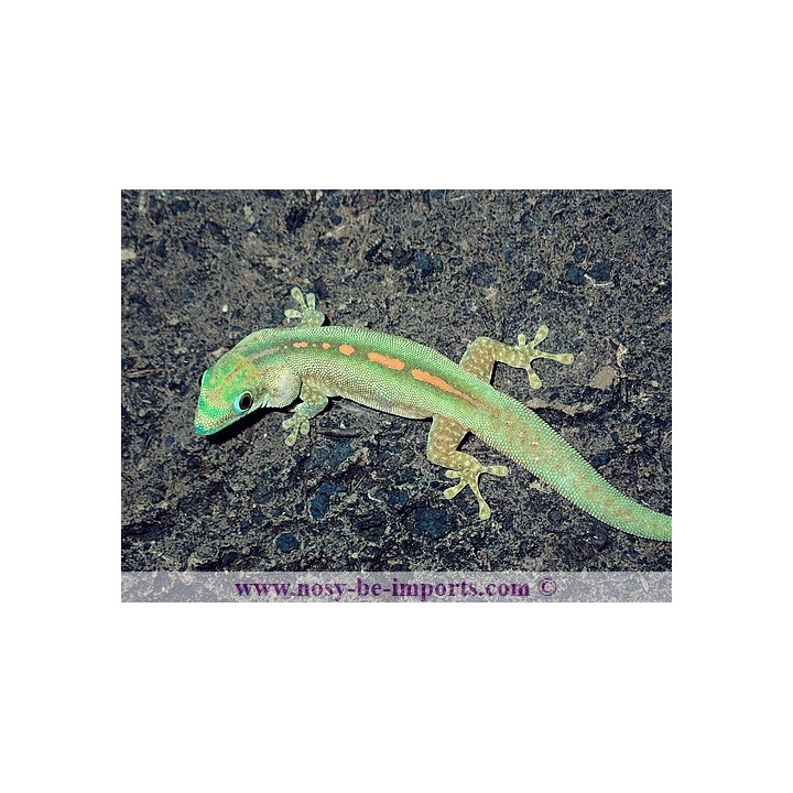 Phelsuma robermentensi