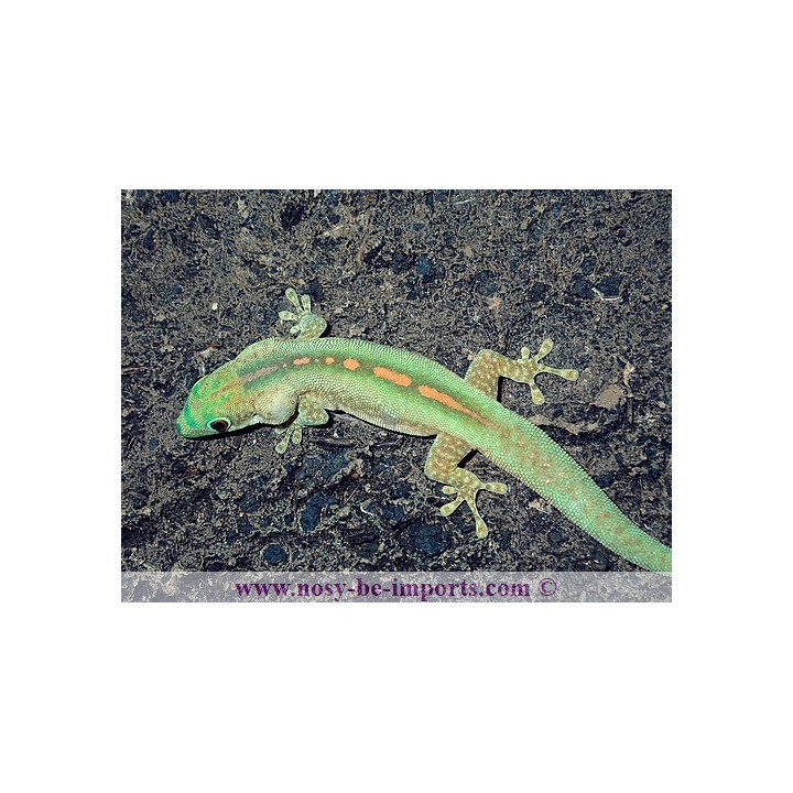 Phelsuma robermentensi