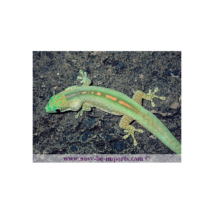 Phelsuma robermentensi