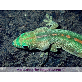 Phelsuma robermentensi