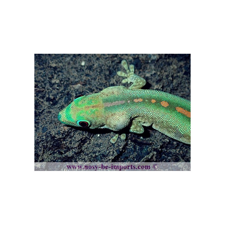 Phelsuma robermentensi