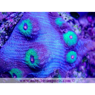 Mycedium sp. WYSIWYG 30042022-1