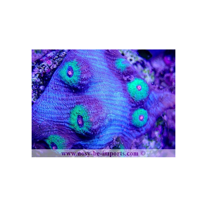 Mycedium sp. WYSIWYG 30042022-1