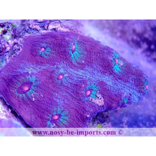 Mycedium sp. WYSIWYG 30042022-3