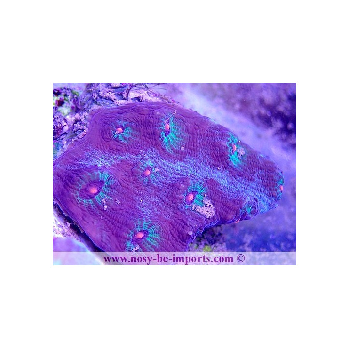 Mycedium sp. WYSIWYG 30042022-3