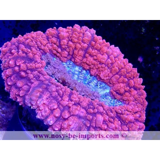 Lobophyllia hemprichii WYSIWYG 30042022-4