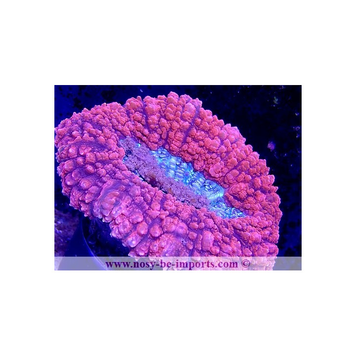 Lobophyllia hemprichii WYSIWYG 30042022-4