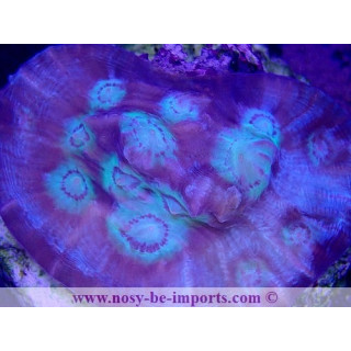 Mycedium sp. WYSIWYG 30042022-5