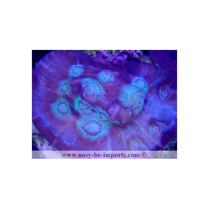 Mycedium sp. WYSIWYG 30042022-5