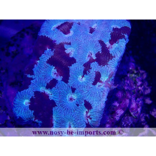 Favites sp. WYSIWYG 30042022-6