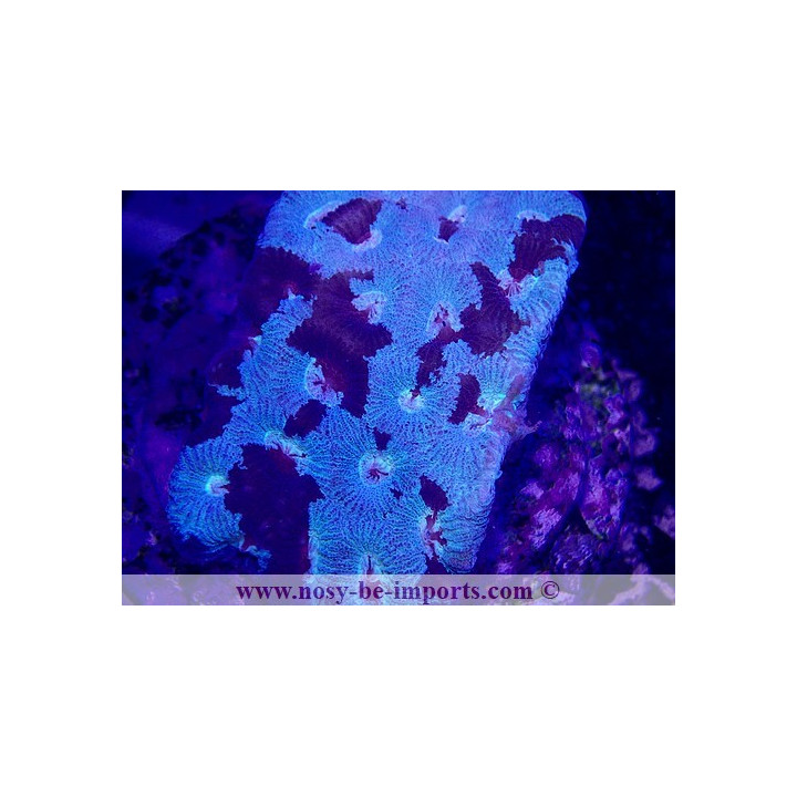 Favites sp. WYSIWYG 30042022-6
