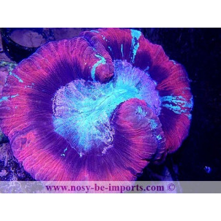Trachyphyllia sp. WYSIWYG 30042022-7