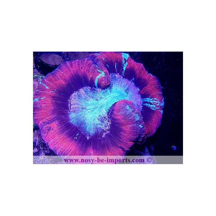 Trachyphyllia sp. WYSIWYG 30042022-7