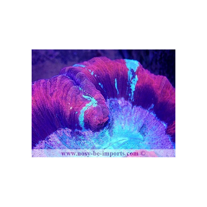 Trachyphyllia sp. WYSIWYG 30042022-7