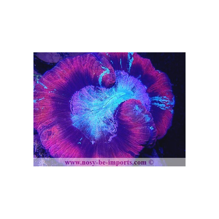 Trachyphyllia sp. WYSIWYG 30042022-7