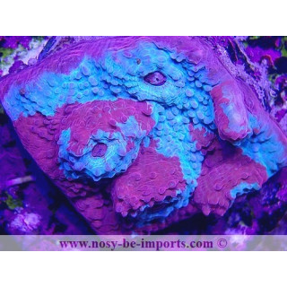 Echinophyllia sp. WYSIWYG 30042022-8
