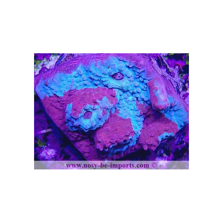 Echinophyllia sp. WYSIWYG 30042022-8