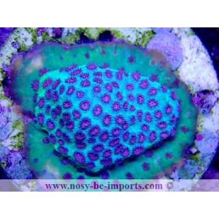 Cyphastrea sp. WYSIWYG 30042022-9