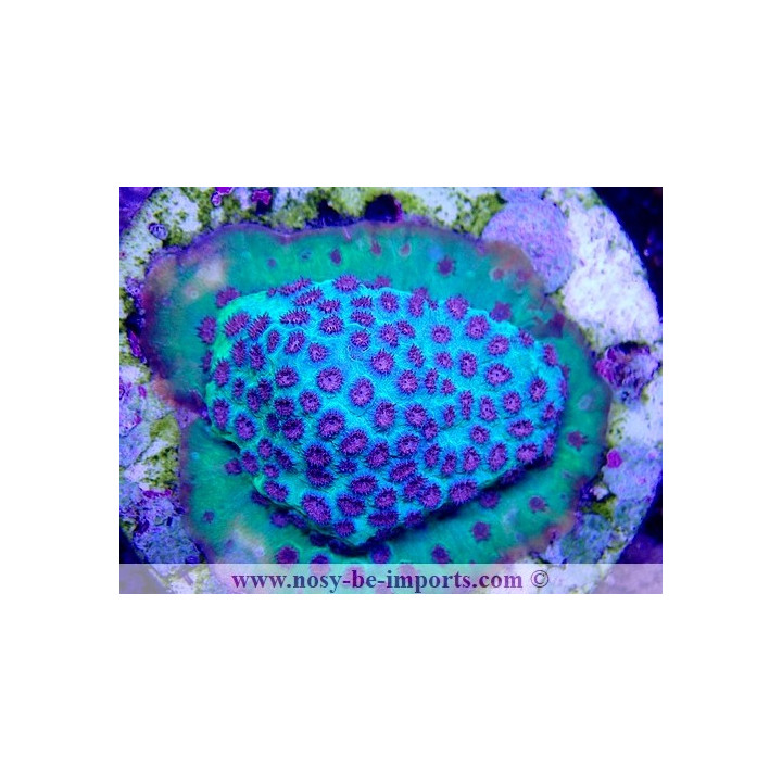 Cyphastrea sp. WYSIWYG 30042022-9