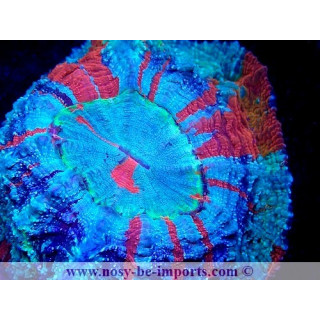 Acanthophyllia deshayesiana WYSIWYG 30042022-10
