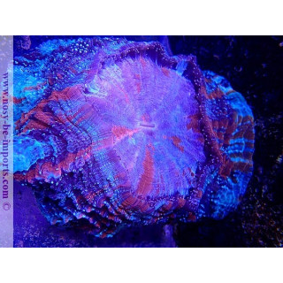 Acanthophyllia deshayesiana WYSIWYG 30042022-11