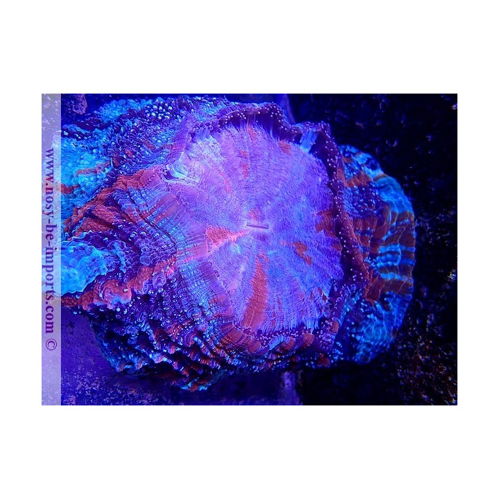 Acanthophyllia deshayesiana WYSIWYG 30042022-11
