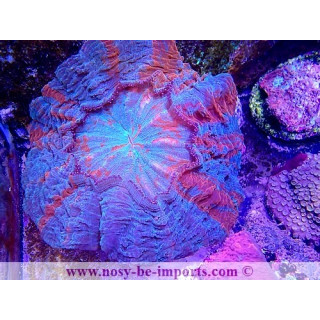 Acanthophyllia deshayesiana WYSIWYG 30042022-12