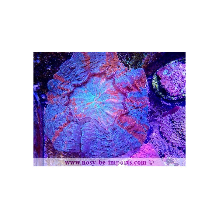 Acanthophyllia deshayesiana WYSIWYG 30042022-12