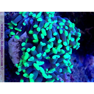 Euphyllia paraancora WYSIWYG 30042022-12