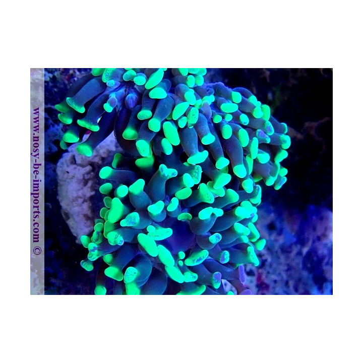 Euphyllia paraancora WYSIWYG 30042022-12